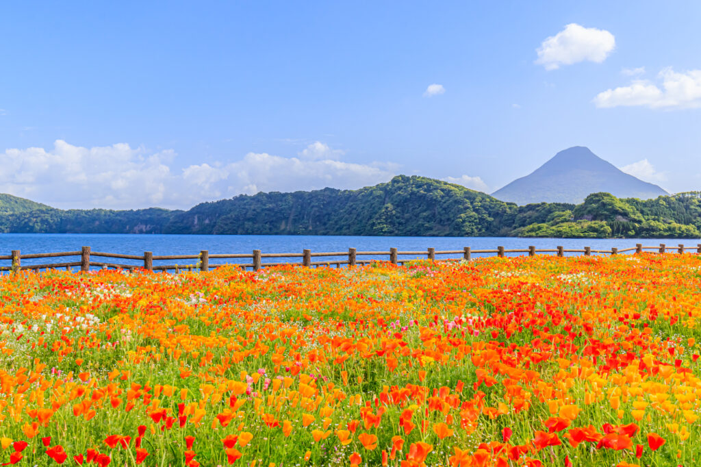 開聞岳と池田湖とハナビシソウ 鹿児島県指宿市