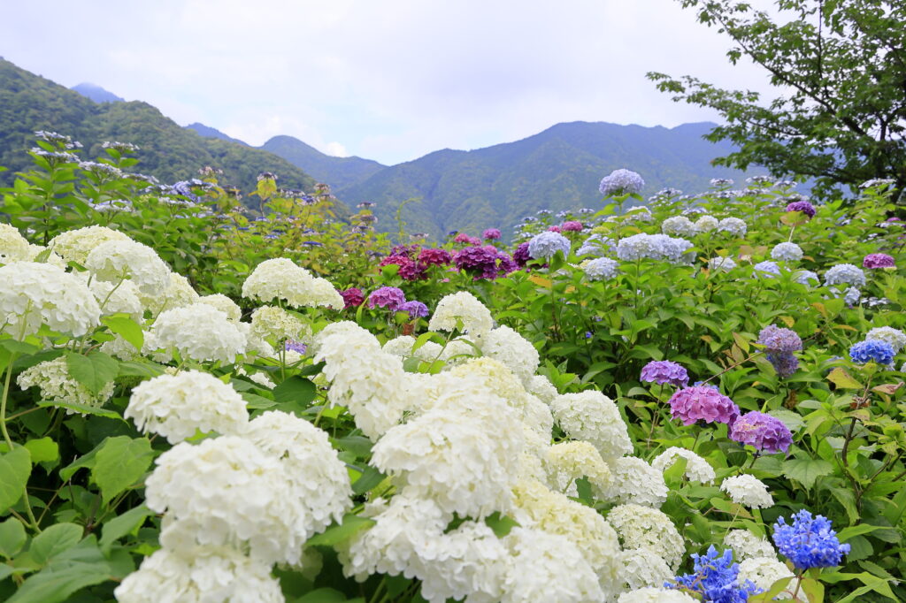まとめ|和歌山の魅力を日帰り旅行で堪能しよう