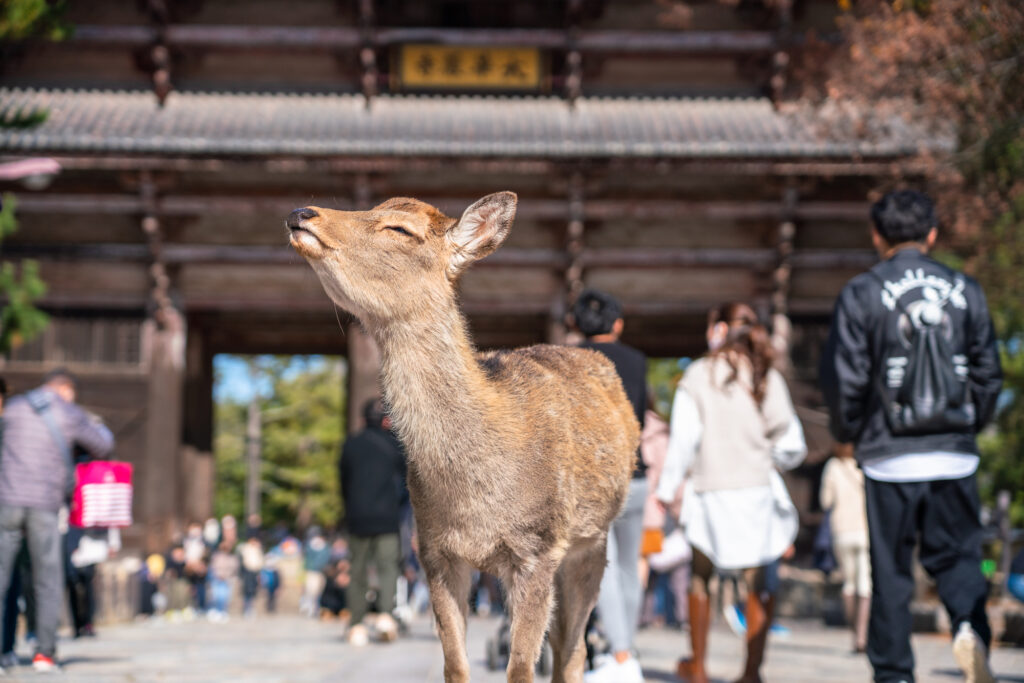 《奈良県》奈良公園の鹿・東大寺の参道