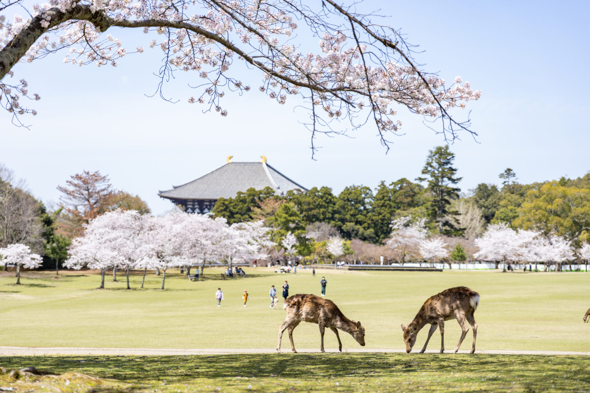 奈良公園の鹿と大仏殿