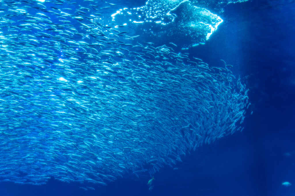 茨城の水族館