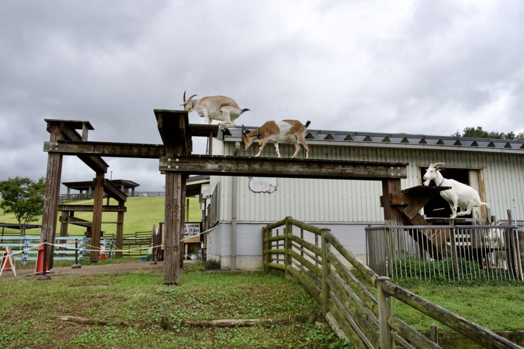うだ・アニマルパークの山羊の橋わたり(奈良県宇陀市)