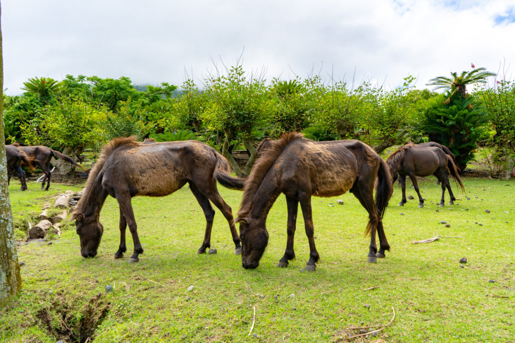 鹿児島・開聞山麓自然公園のトカラ馬 素