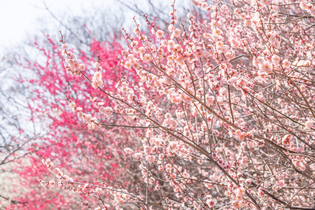 日本一早咲きの梅と紅葉の熱海梅園