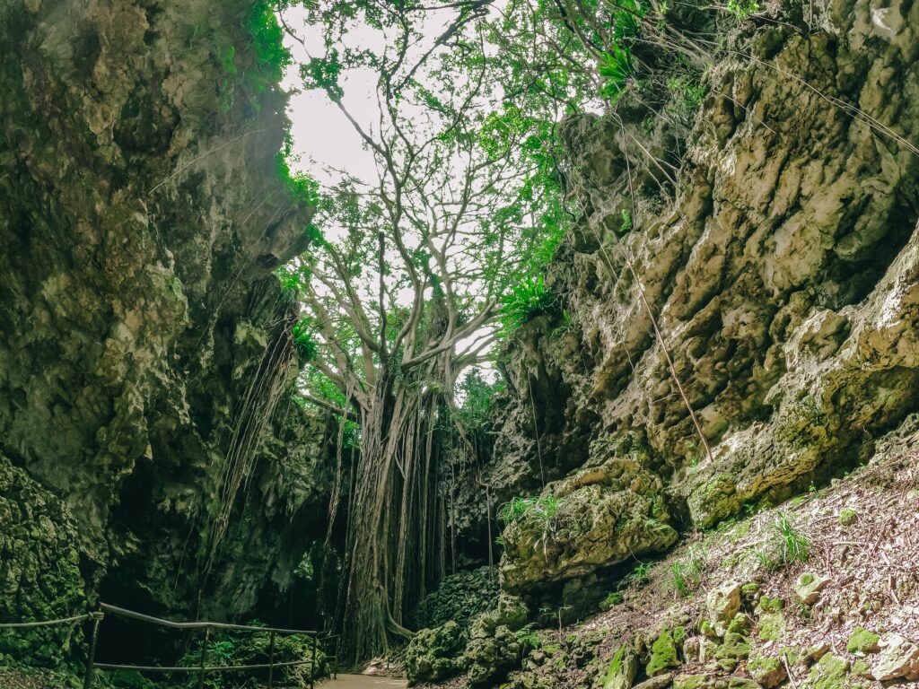 やんばる地域