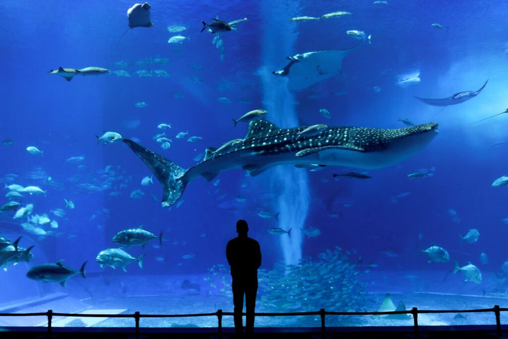 午前: 沖縄美ら海水族館で海の生き物と触れ合う