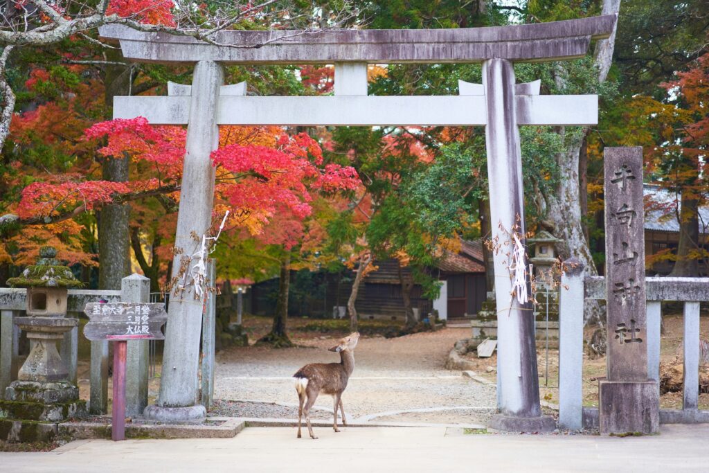 奈良県の紅葉名所