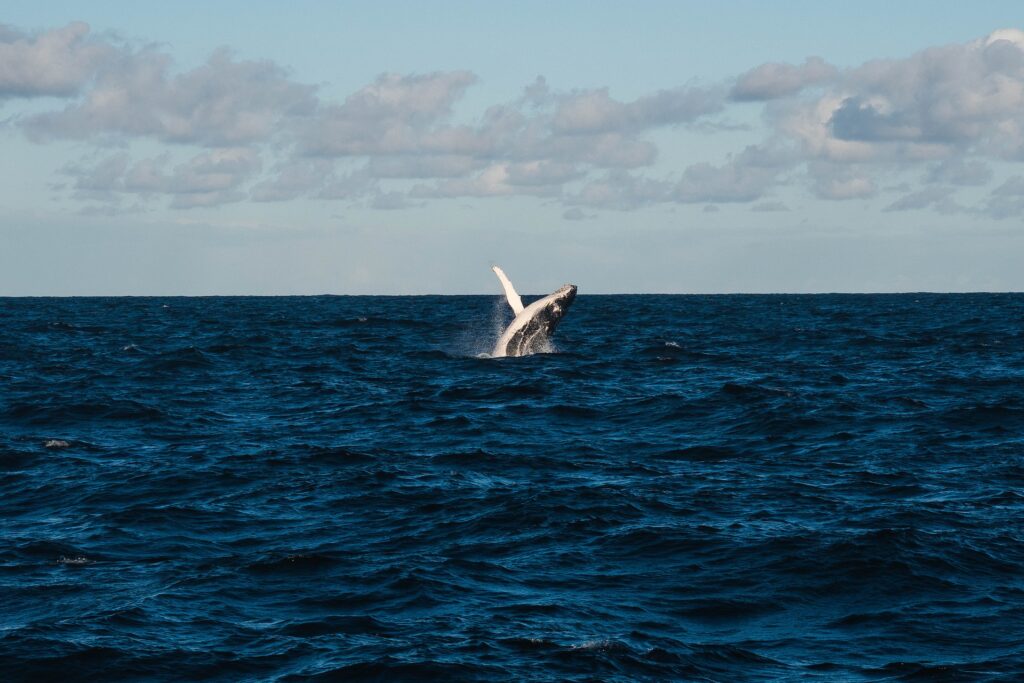 小笠原諸島のクジラ観察
