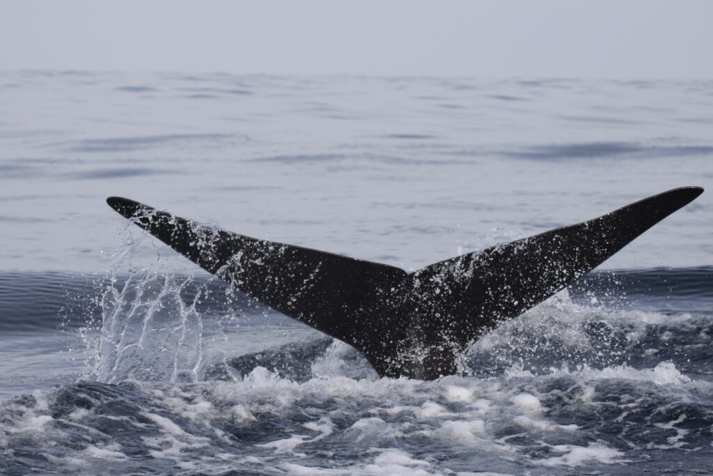 小笠原諸島の自然とクジラ