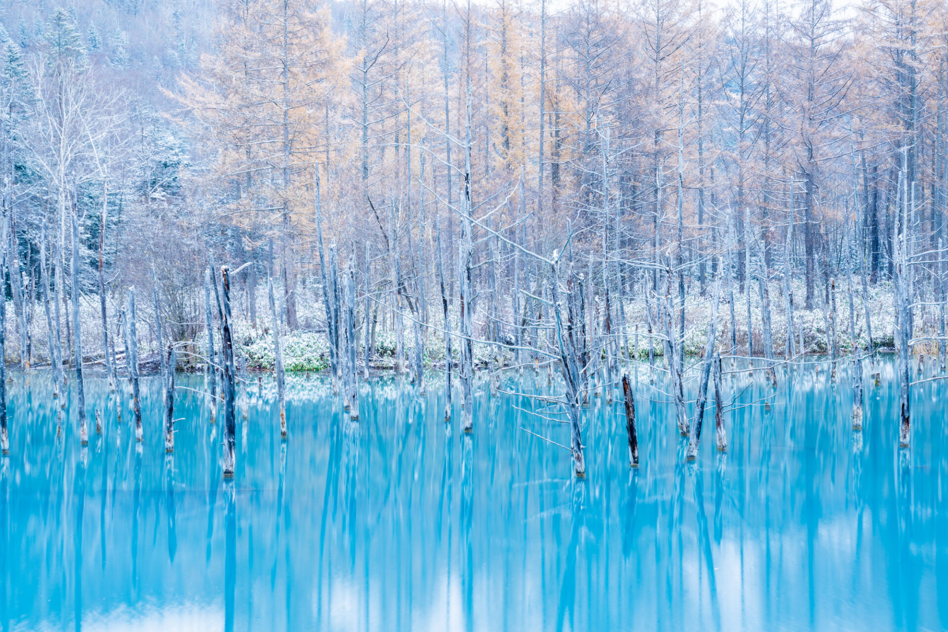 冬にもおすすめの北海道美瑛の青い池