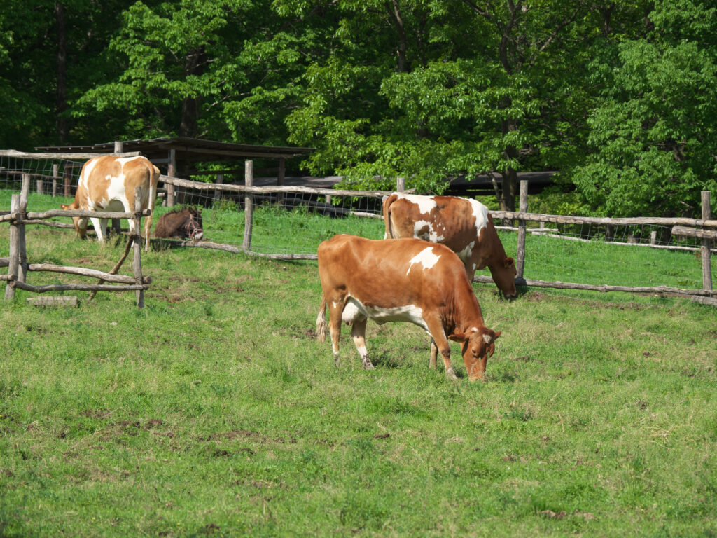 栃木県那須の南ヶ丘牧場で飼育されている牛