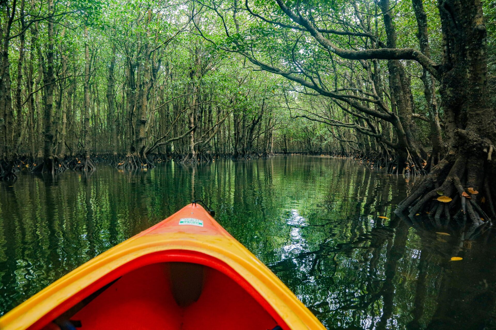 西表島の仲間川で楽しめるマングローブカヤック