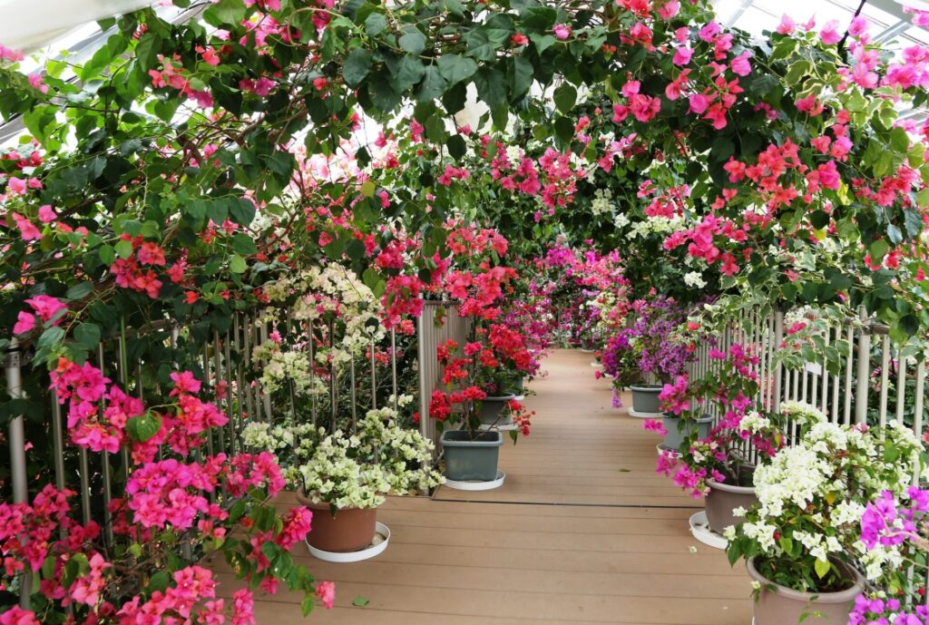 ブーゲンハウス嬉野内の花々