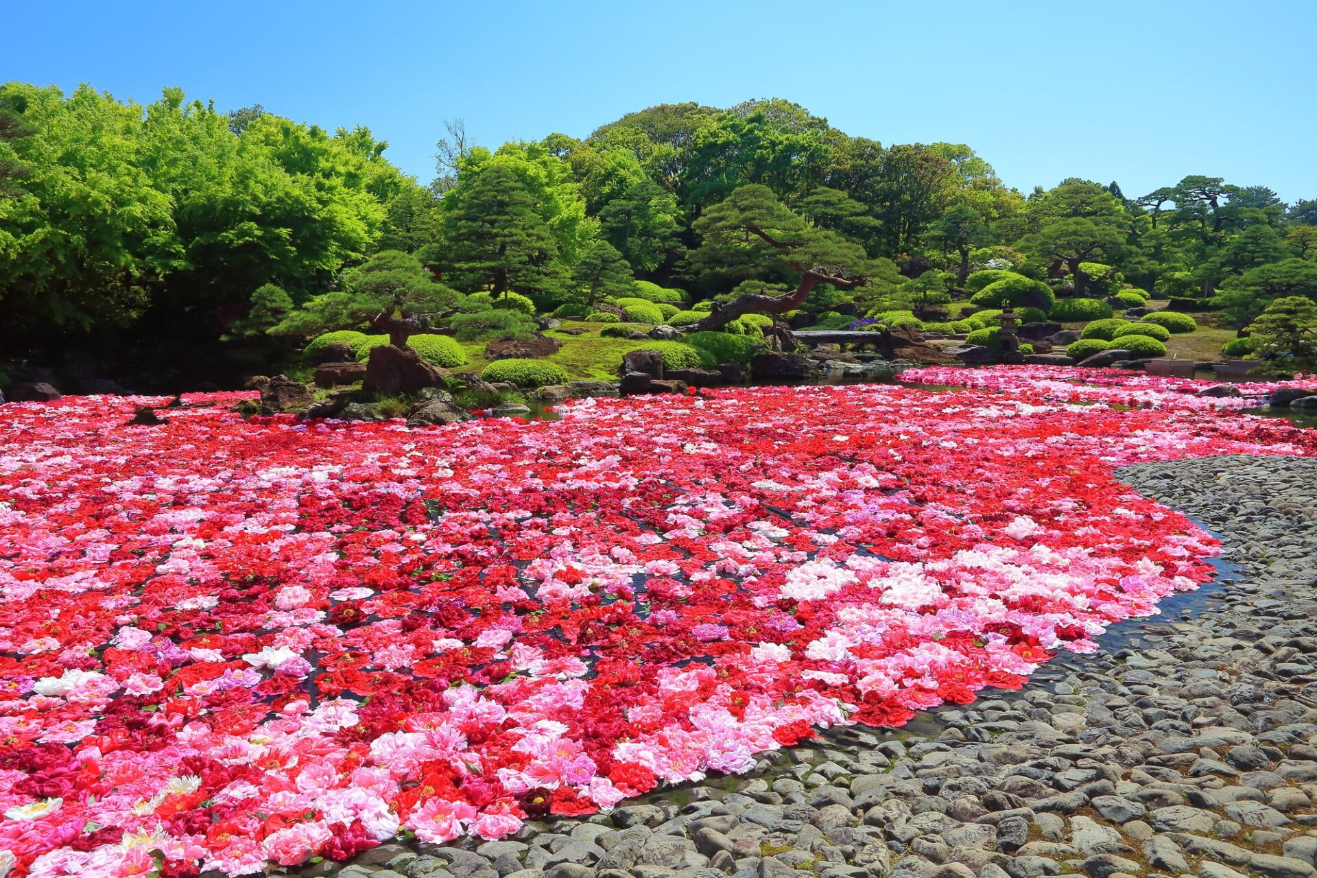 島根県、由志園の牡丹