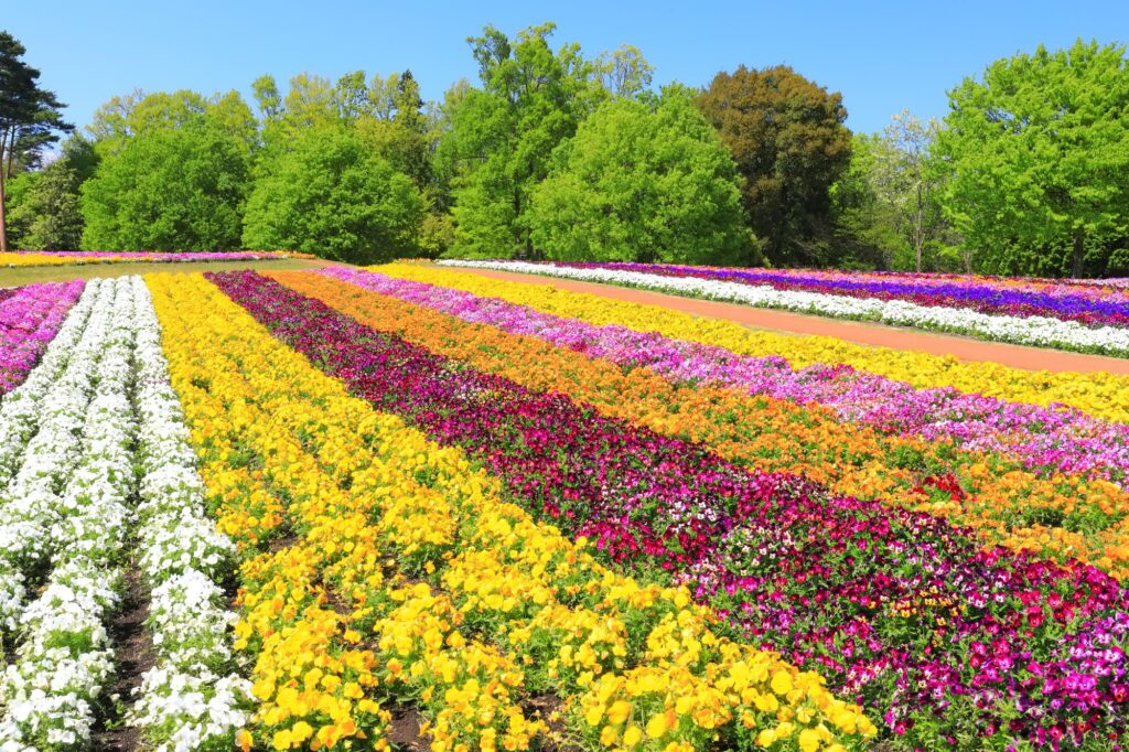 花がきれいに咲いているとっとり花回廊