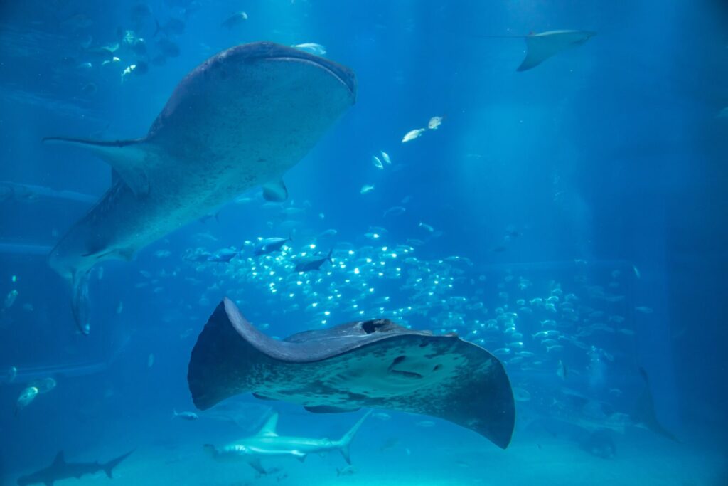 雨の日でも楽しめる大阪観光「海遊館」