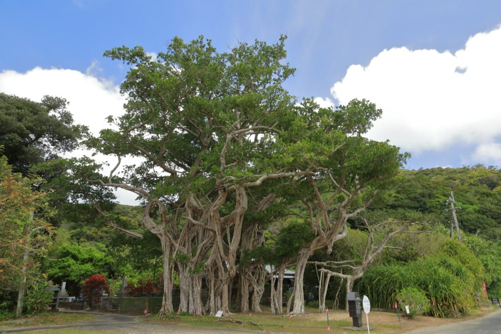 於斉のガジュマル