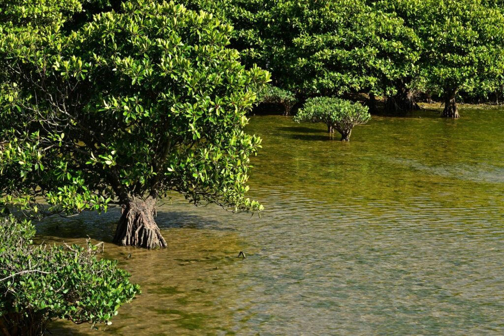 大浦川に生息するマングローブ