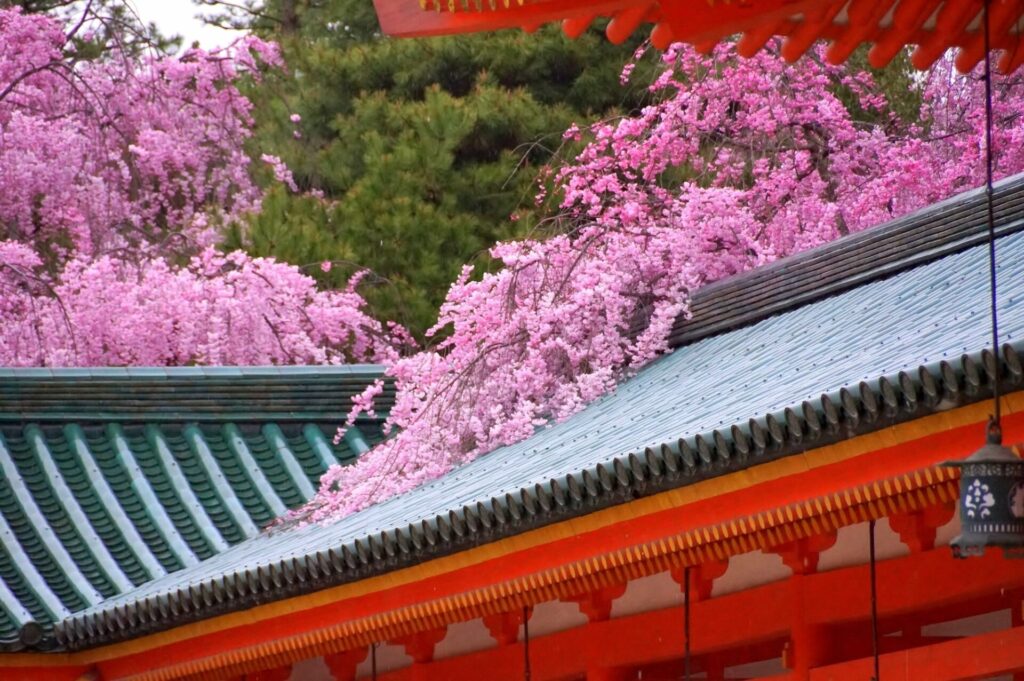 平安神宮と桜