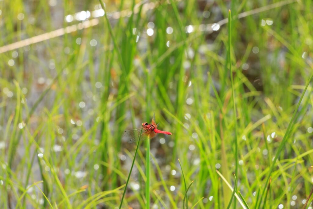 赤とんぼ