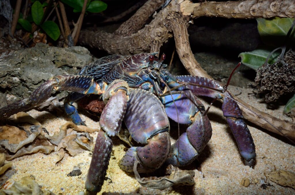 沖縄旅行にきたら観察してみたい固有種であるヤシガニ