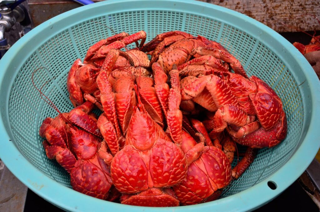 食用の茹でられたヤシガニ