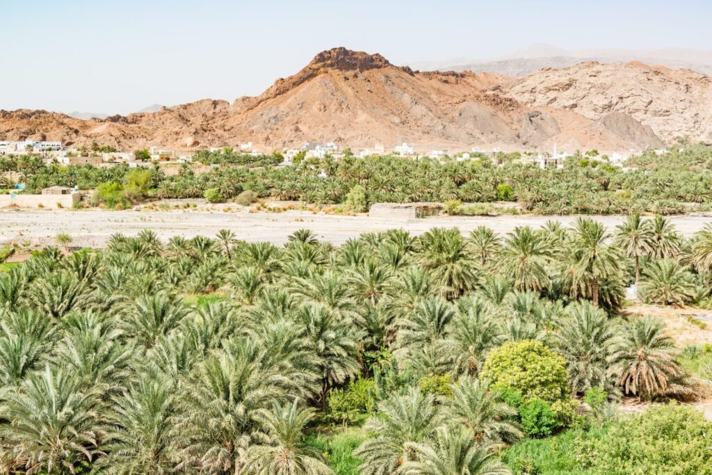 オマーン観光で訪れたいナツメヤシ畑