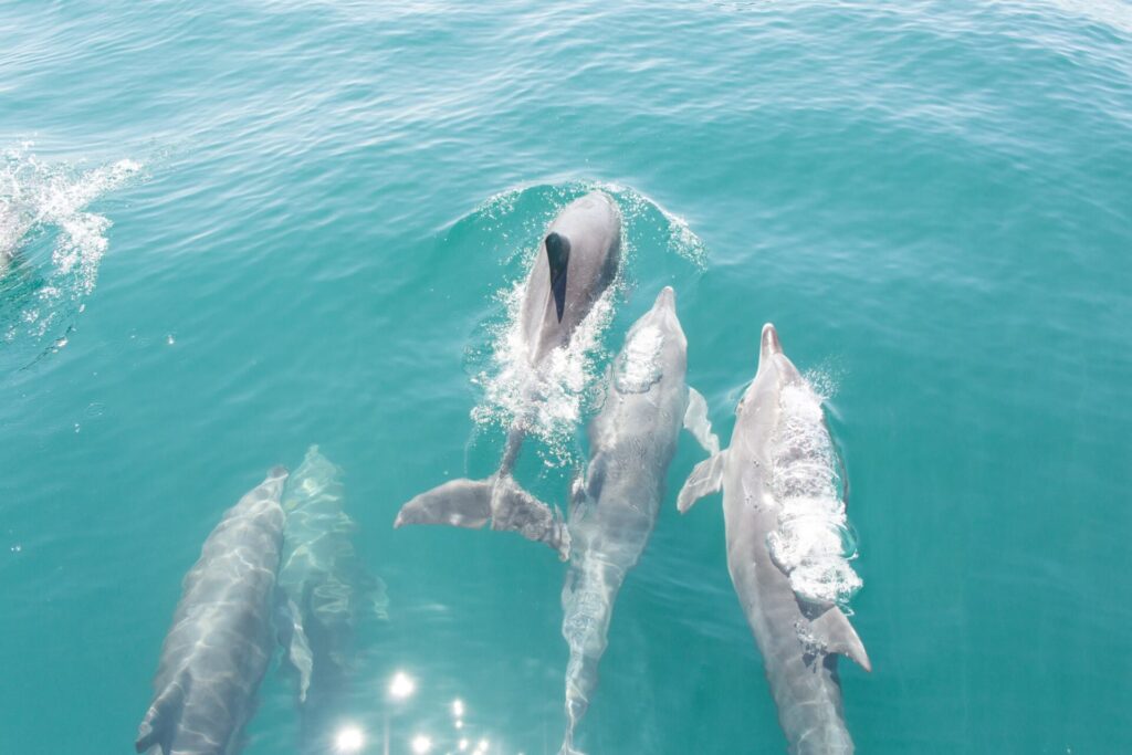 イルカウォッチングで出会ったイルカの群れ