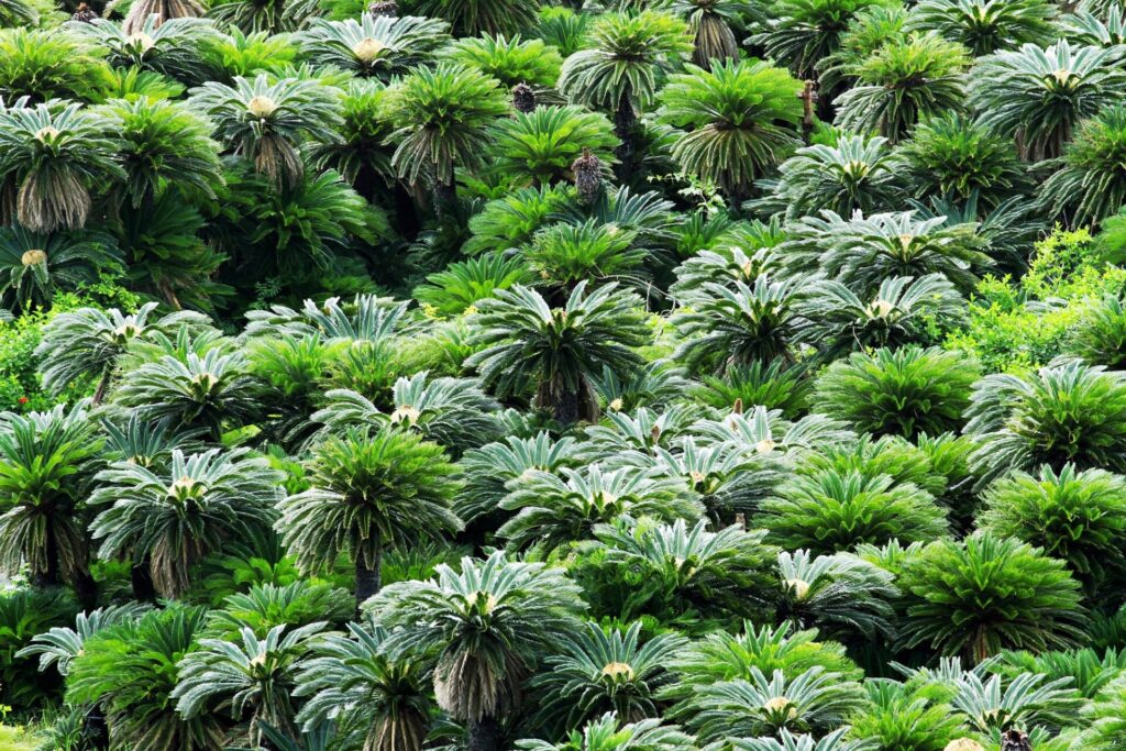 奄美大島　ソテツジャングル