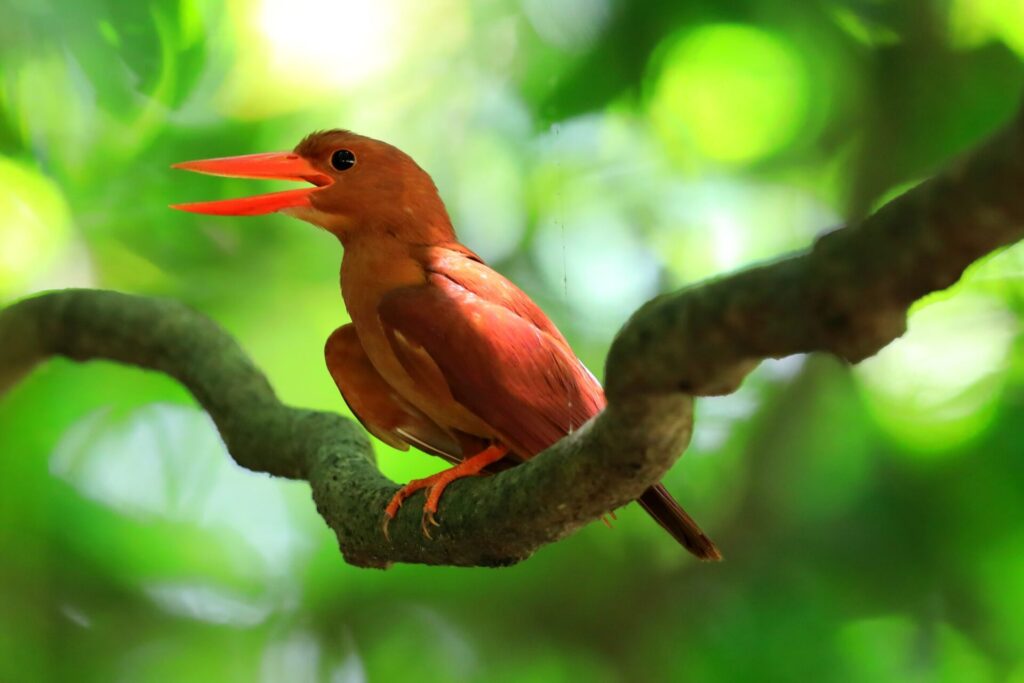 リュウキュウアカショウビン