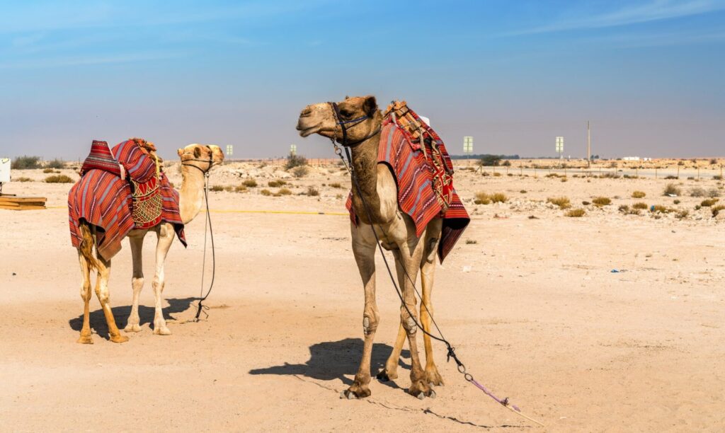 オマーンの壮大なルブ アル ハリ砂漠の探検