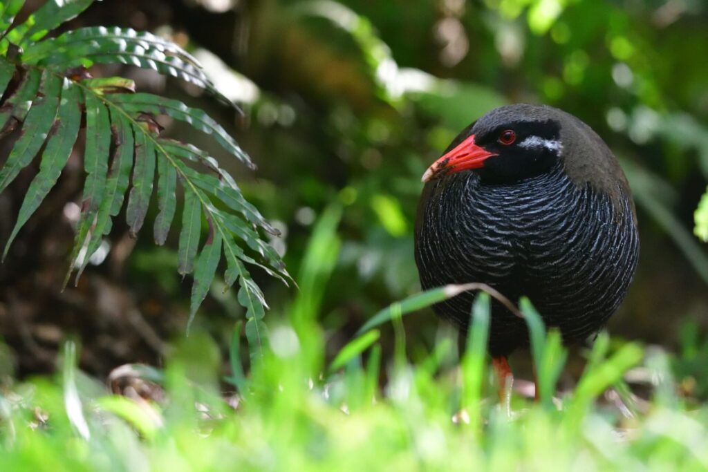 沖縄県の固有種であるヤンバルクイナ