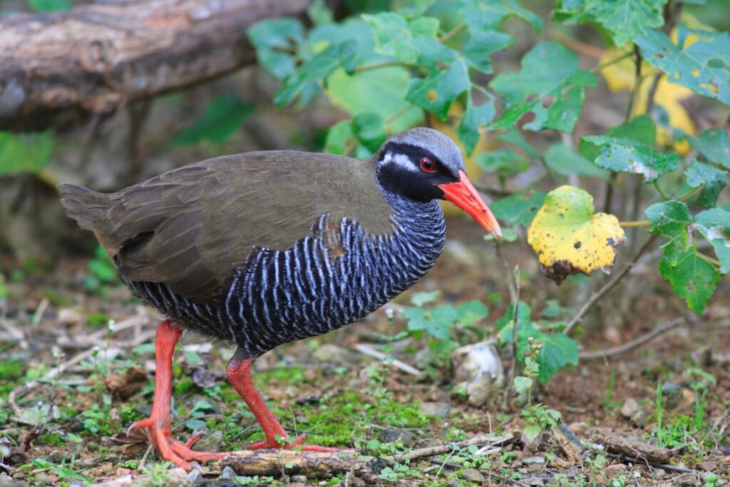 沖縄でみられるヤンバルクイナ