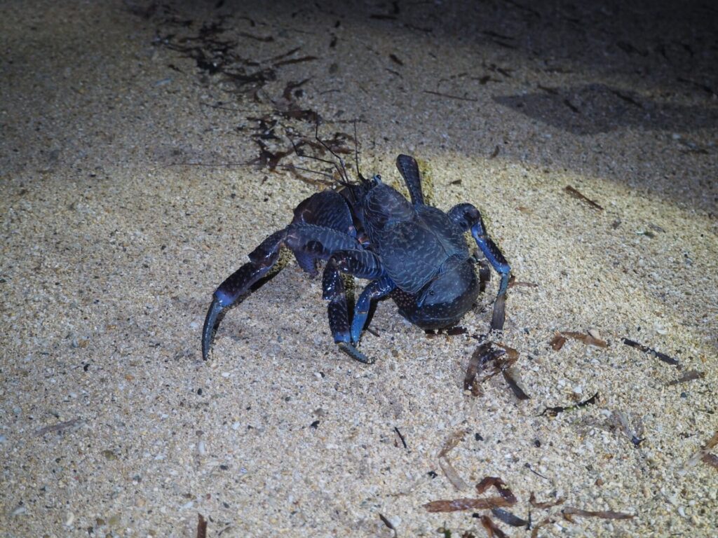 沖縄県の固有種であるヤシガニ