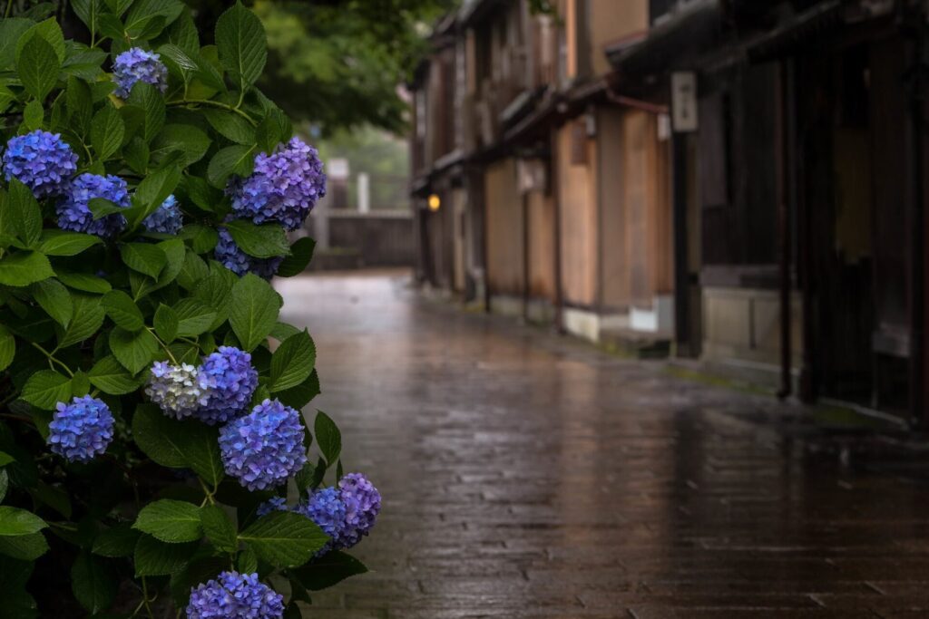金沢主計町茶屋街の初夏に咲く紫陽花