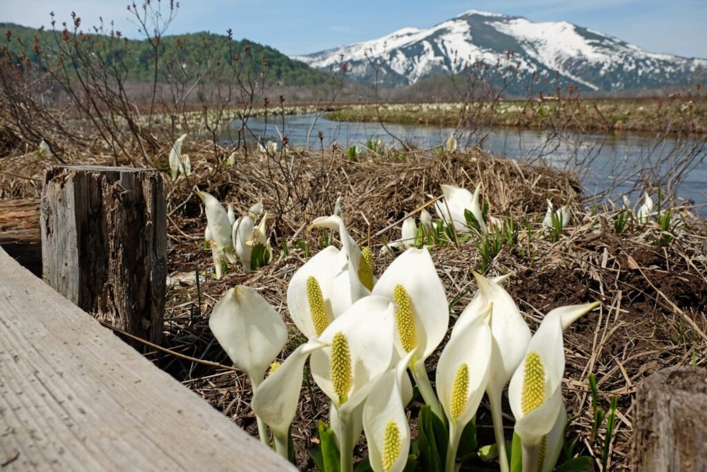 新緑の尾瀬 雪解け水が流れ、水芭蕉の群生と至仏山