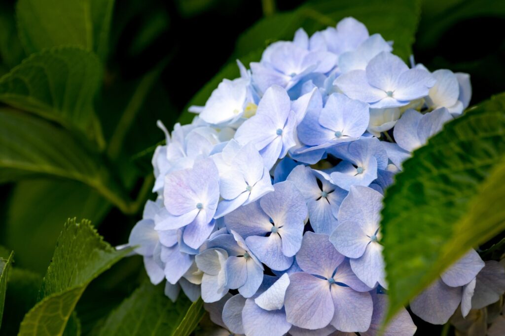 神奈川の紫陽花