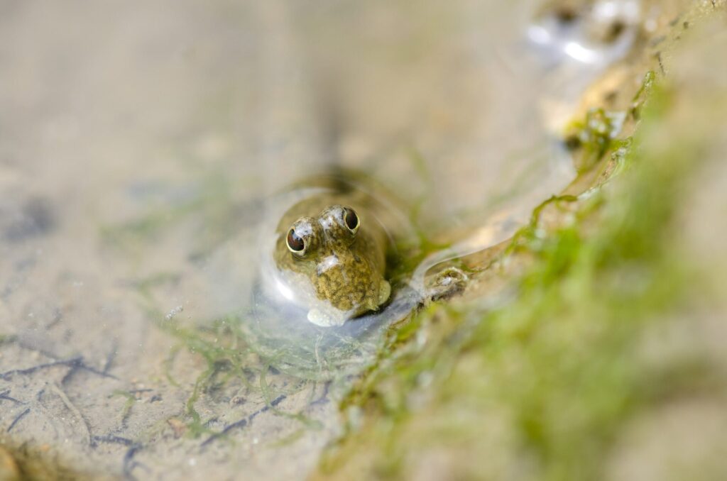 マングローブの湿地に生息しているミナミトビハゼ