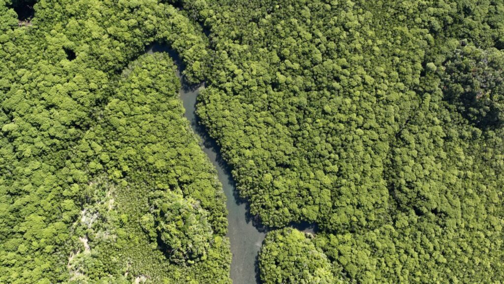 石垣島の自然豊かなマングローブの森