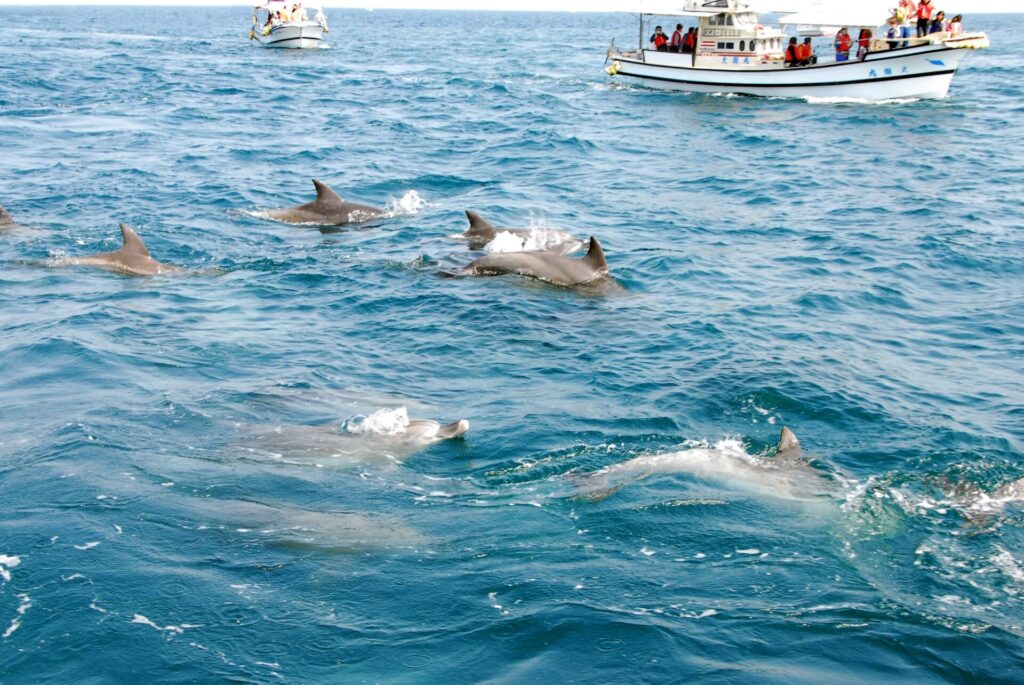 天草のイルカウォッチングクルーズ船