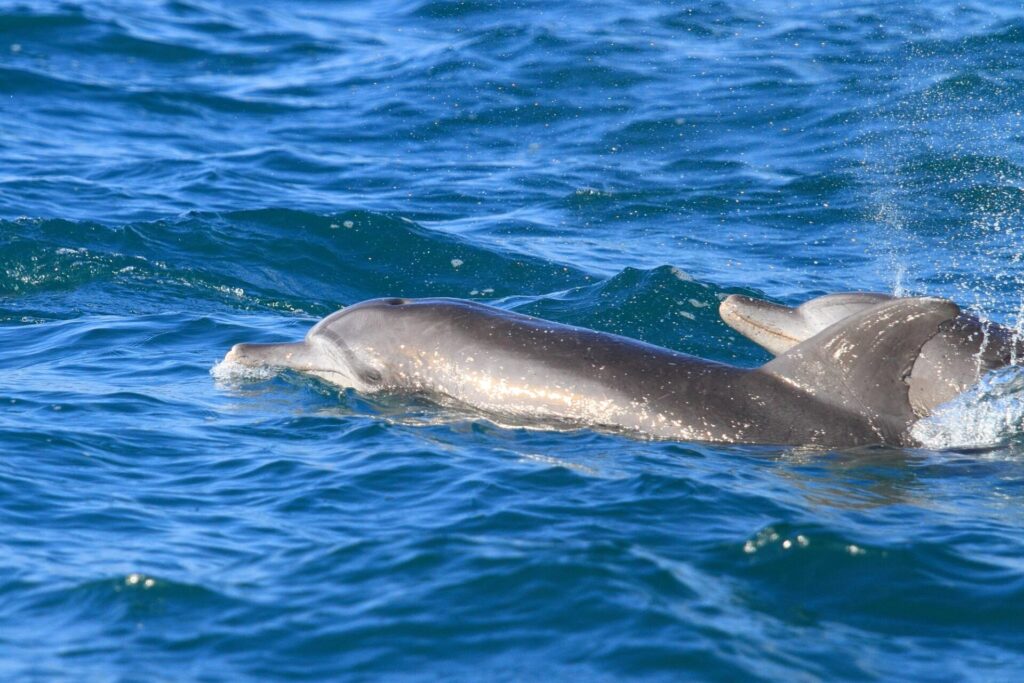 海を泳ぐ二頭のイルカ