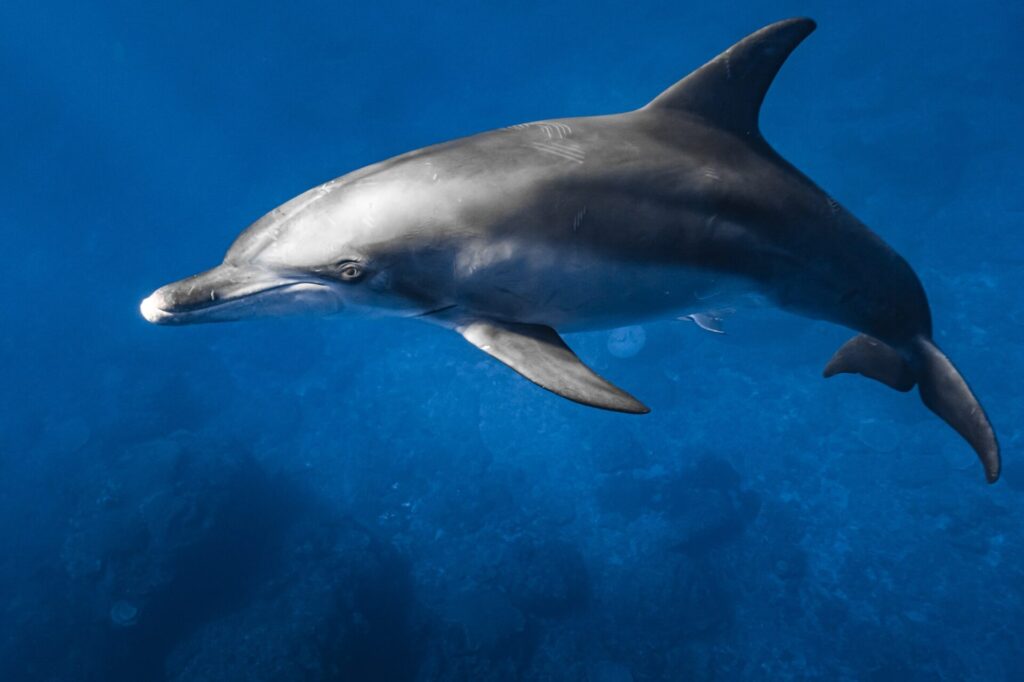 ミナミハンドウイルカ