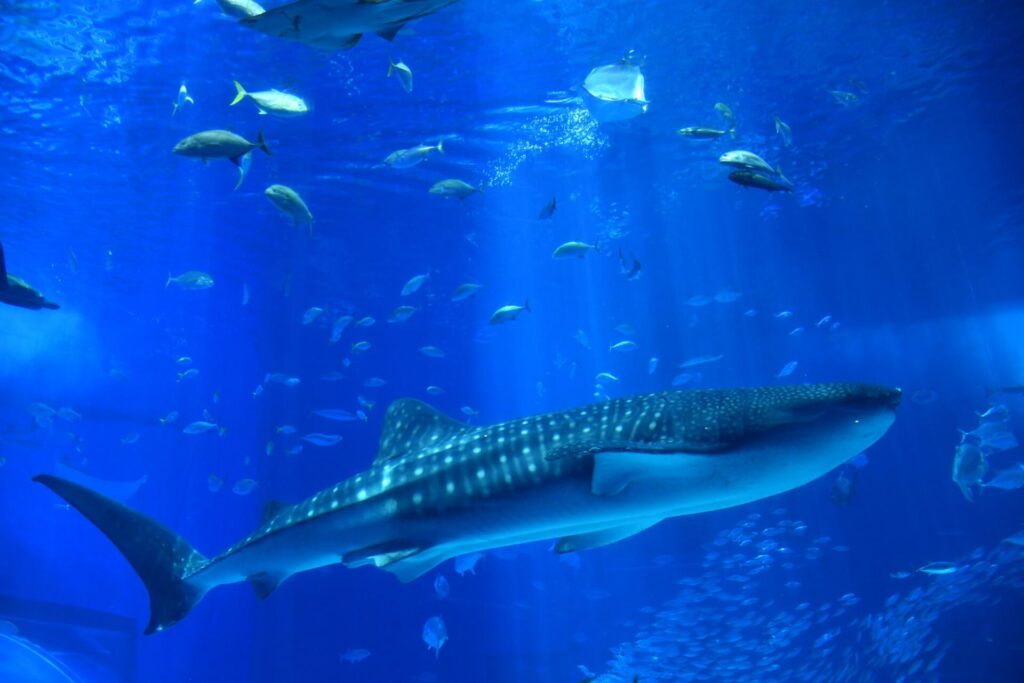 沖縄観光で訪れたい美ら海水族館のジンベエザメ