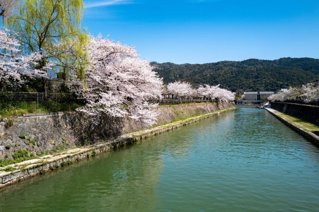 川沿いに咲き誇る桜