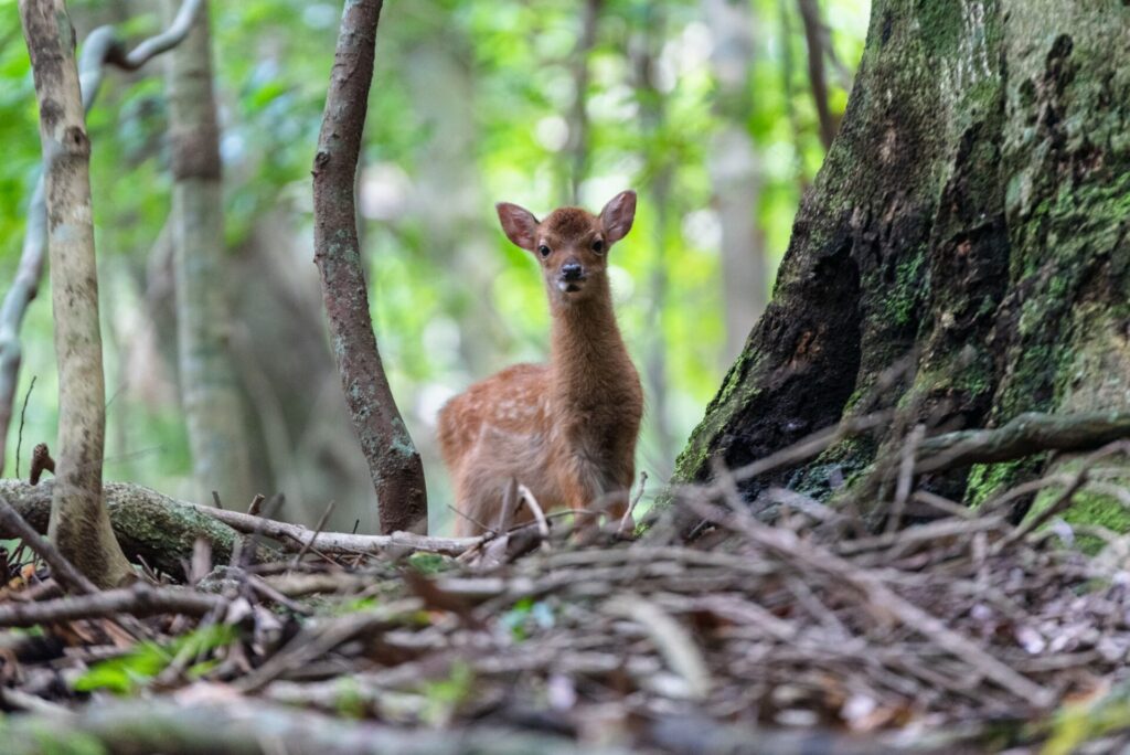世界自然遺産屋久島の森かわいいヤクシカの子
