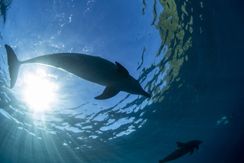 イルカが泳ぐ姿