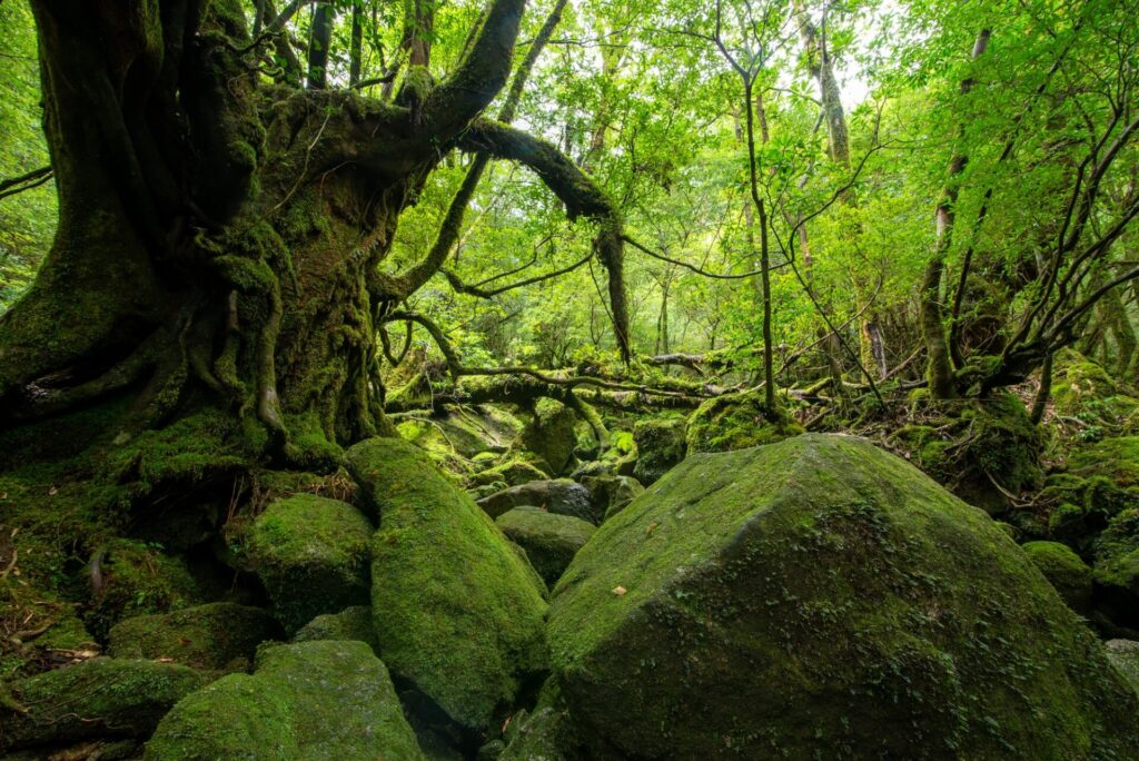 白谷雲水峡の美しい苔と木々の緑