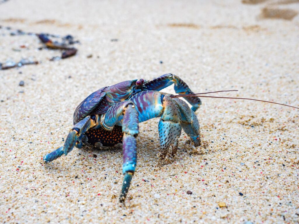 沖縄の固有種である青く綺麗なヤシガニ