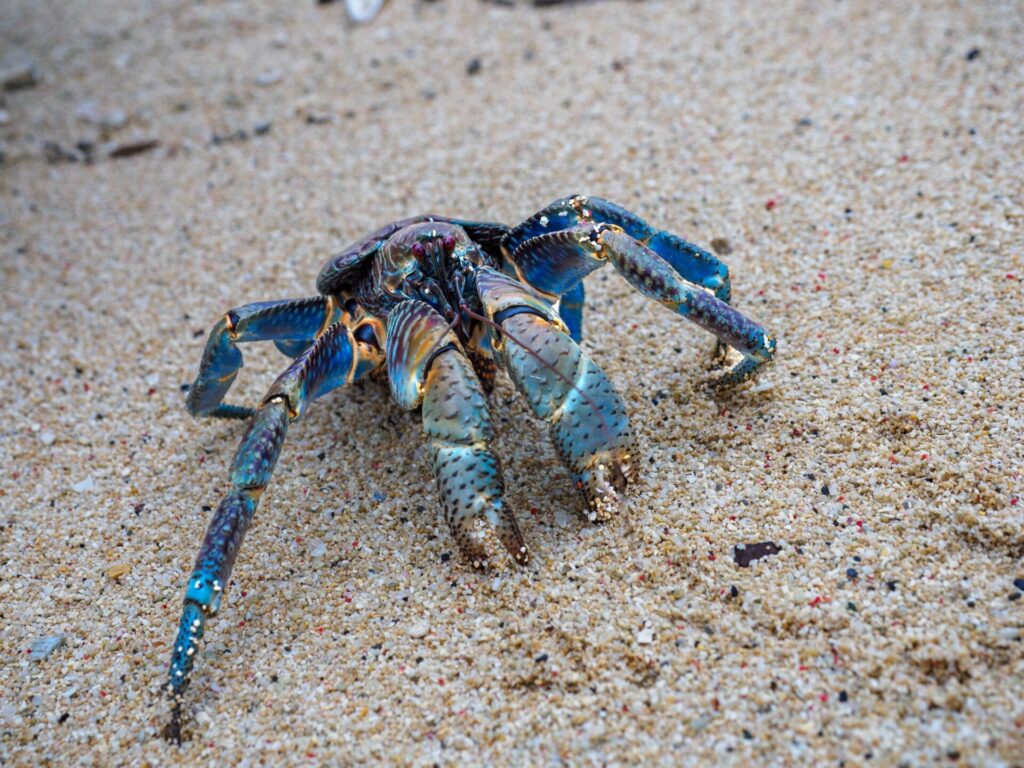 沖縄県石垣島でみられるヤシガニ