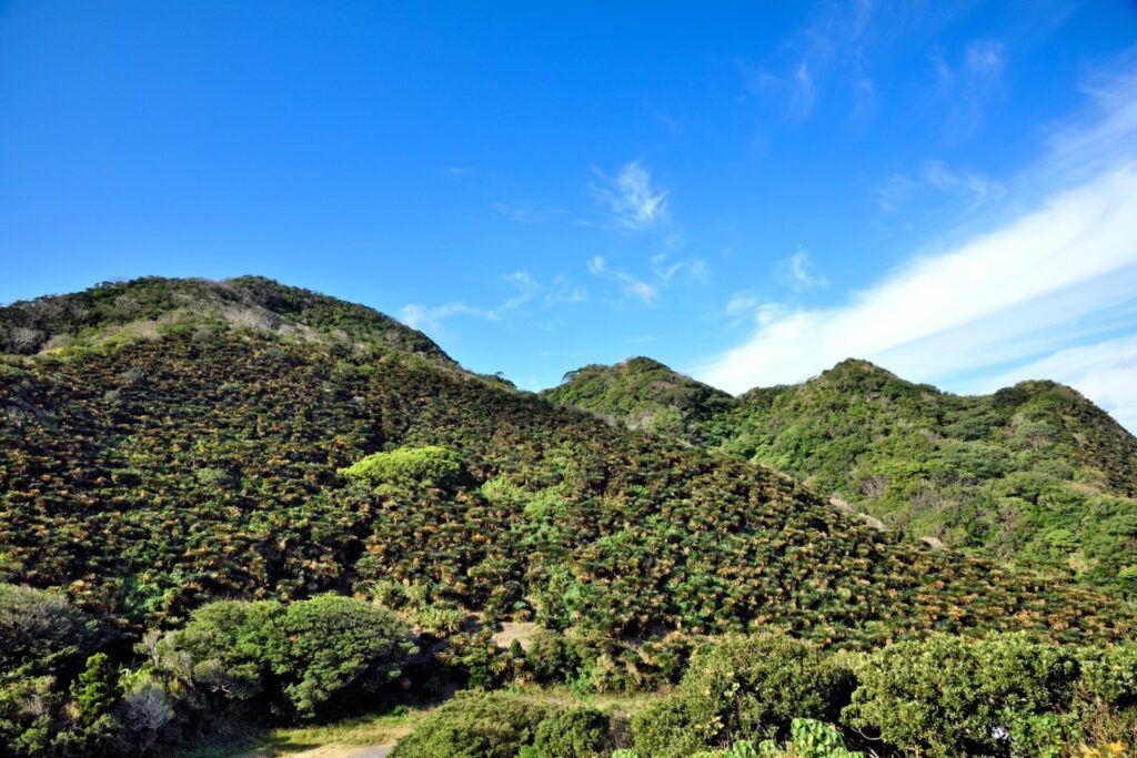 奄美大島　安木屋場ソテツ群落と冬の青空 